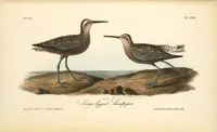 Picture 337 of 503 from The birds of America, from drawings made in the United States and their territories. By John James Audubon (1840), leaf 338