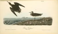 Picture 338 of 503 from The birds of America, from drawings made in the United States and their territories. By John James Audubon (1840), leaf 339