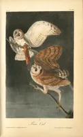 Picture 34 of 503 from The birds of America, from drawings made in the United States and their territories. By John James Audubon (1840), leaf 34