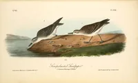 Picture 339 of 503 from The birds of America, from drawings made in the United States and their territories. By John James Audubon (1840), leaf 340