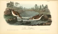 Picture 340 of 503 from The birds of America, from drawings made in the United States and their territories. By John James Audubon (1840), leaf 341