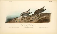 Picture 341 of 503 from The birds of America, from drawings made in the United States and their territories. By John James Audubon (1840), leaf 342