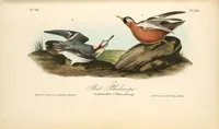 Picture 342 of 503 from The birds of America, from drawings made in the United States and their territories. By John James Audubon (1840), leaf 343