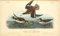 Picture 343 of 503 from The birds of America, from drawings made in the United States and their territories. By John James Audubon (1840), leaf 344