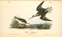 Picture 344 of 503 from The birds of America, from drawings made in the United States and their territories. By John James Audubon (1840), leaf 345