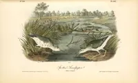 Picture 345 of 503 from The birds of America, from drawings made in the United States and their territories. By John James Audubon (1840), leaf 346