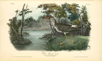 Picture 347 of 503 from The birds of America, from drawings made in the United States and their territories. By John James Audubon (1840), leaf 348