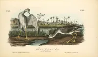 Picture 348 of 503 from The birds of America, from drawings made in the United States and their territories. By John James Audubon (1840), leaf 349