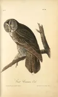 Picture 35 of 503 from The birds of America, from drawings made in the United States and their territories. By John James Audubon (1840), leaf 35