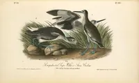 Picture 350 of 503 from The birds of America, from drawings made in the United States and their territories. By John James Audubon (1840), leaf 351