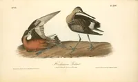 Picture 352 of 503 from The birds of America, from drawings made in the United States and their territories. By John James Audubon (1840), leaf 353