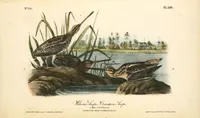 Picture 353 of 503 from The birds of America, from drawings made in the United States and their territories. By John James Audubon (1840), leaf 354