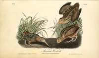 Picture 355 of 503 from The birds of America, from drawings made in the United States and their territories. By John James Audubon (1840), leaf 357