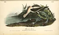 Picture 356 of 503 from The birds of America, from drawings made in the United States and their territories. By John James Audubon (1840), leaf 358