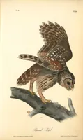 Picture 36 of 503 from The birds of America, from drawings made in the United States and their territories. By John James Audubon (1840), leaf 36