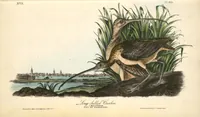 An illustration from The birds of America, from drawings made in the United States and their territories. By John James Audubon (1840)