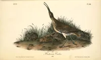 Picture 359 of 503 from The birds of America, from drawings made in the United States and their territories. By John James Audubon (1840), leaf 361
