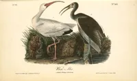 An illustration from The birds of America, from drawings made in the United States and their territories. By John James Audubon (1840)
