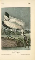 Picture 364 of 503 from The birds of America, from drawings made in the United States and their territories. By John James Audubon (1840), leaf 366