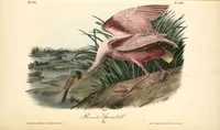 Picture 365 of 503 from The birds of America, from drawings made in the United States and their territories. By John James Audubon (1840), leaf 367
