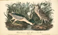 Picture 366 of 503 from The birds of America, from drawings made in the United States and their territories. By John James Audubon (1840), leaf 368