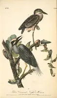Picture 367 of 503 from The birds of America, from drawings made in the United States and their territories. By John James Audubon (1840), leaf 369