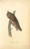 Picture 37 of 503 from The birds of America, from drawings made in the United States and their territories. By John James Audubon (1840), leaf 37