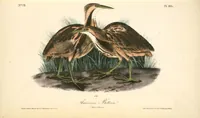 Picture 368 of 503 from The birds of America, from drawings made in the United States and their territories. By John James Audubon (1840), leaf 370