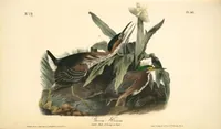 Picture 370 of 503 from The birds of America, from drawings made in the United States and their territories. By John James Audubon (1840), leaf 372