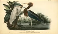 Picture 374 of 503 from The birds of America, from drawings made in the United States and their territories. By John James Audubon (1840), leaf 376