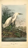Picture 377 of 503 from The birds of America, from drawings made in the United States and their territories. By John James Audubon (1840), leaf 379