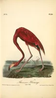 Picture 378 of 503 from The birds of America, from drawings made in the United States and their territories. By John James Audubon (1840), leaf 380