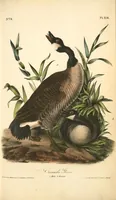 Picture 379 of 503 from The birds of America, from drawings made in the United States and their territories. By John James Audubon (1840), leaf 381