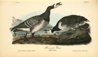 Picture 381 of 503 from The birds of America, from drawings made in the United States and their territories. By John James Audubon (1840), leaf 383