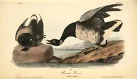 An illustration from The birds of America, from drawings made in the United States and their territories. By John James Audubon (1840)