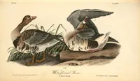 Picture 383 of 503 from The birds of America, from drawings made in the United States and their territories. By John James Audubon (1840), leaf 385