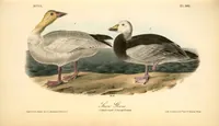 An illustration from The birds of America, from drawings made in the United States and their territories. By John James Audubon (1840)