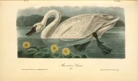 Picture 387 of 503 from The birds of America, from drawings made in the United States and their territories. By John James Audubon (1840), leaf 389