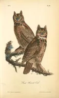 Picture 39 of 503 from The birds of America, from drawings made in the United States and their territories. By John James Audubon (1840), leaf 39