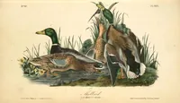 Picture 388 of 503 from The birds of America, from drawings made in the United States and their territories. By John James Audubon (1840), leaf 390
