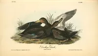 Picture 389 of 503 from The birds of America, from drawings made in the United States and their territories. By John James Audubon (1840), leaf 391