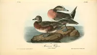 Picture 392 of 503 from The birds of America, from drawings made in the United States and their territories. By John James Audubon (1840), leaf 394