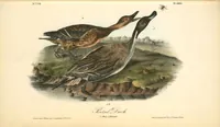 Picture 393 of 503 from The birds of America, from drawings made in the United States and their territories. By John James Audubon (1840), leaf 395