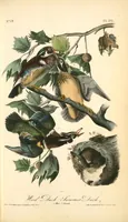 Picture 394 of 503 from The birds of America, from drawings made in the United States and their territories. By John James Audubon (1840), leaf 396