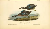 Picture 396 of 503 from The birds of America, from drawings made in the United States and their territories. By John James Audubon (1840), leaf 398
