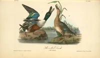 Picture 397 of 503 from The birds of America, from drawings made in the United States and their territories. By John James Audubon (1840), leaf 399