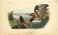 Picture 398 of 503 from The birds of America, from drawings made in the United States and their territories. By John James Audubon (1840), leaf 400