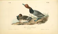 Picture 399 of 503 from The birds of America, from drawings made in the United States and their territories. By John James Audubon (1840), leaf 401