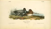 Picture 400 of 503 from The birds of America, from drawings made in the United States and their territories. By John James Audubon (1840), leaf 402