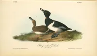Picture 401 of 503 from The birds of America, from drawings made in the United States and their territories. By John James Audubon (1840), leaf 403
